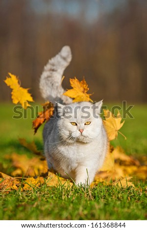 British short-hair cat and leaf fall in autumn