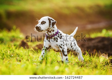 Dalmatian puppy in autumn