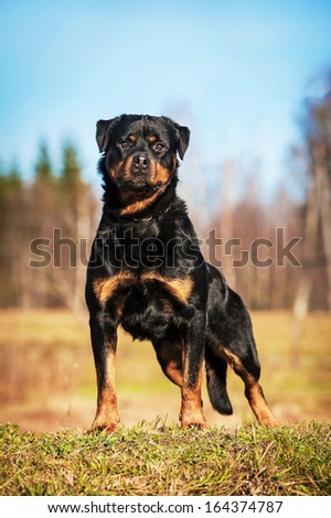 Rottweiler dog standing on the hill