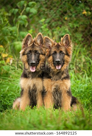 Two german shepherd puppies