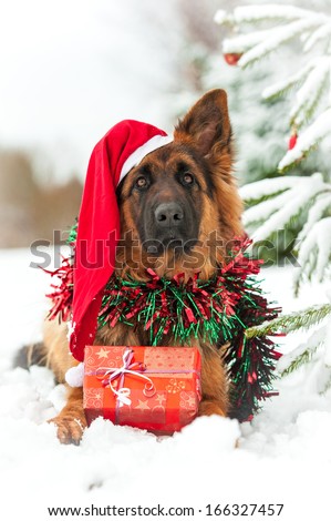 German shepherd dog with christmas hat and gift lying near the christmas tree