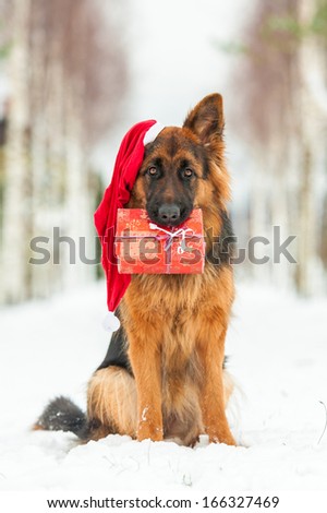 German shepherd dog wearing christmas hat and holding a gift in his mouth