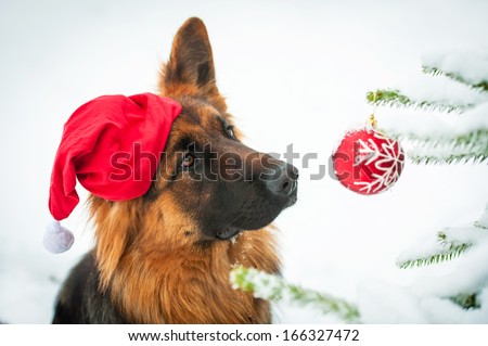 German shepherd dog with christmas hat looking at the ball on the christmas tree