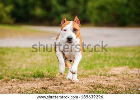 American staffordshire terrier running