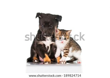 Little kitten with puppy isolated on white background