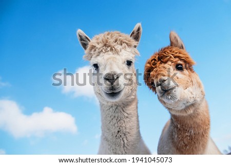 Portrait of two alpacas on the background of blue sky. South American camelid.