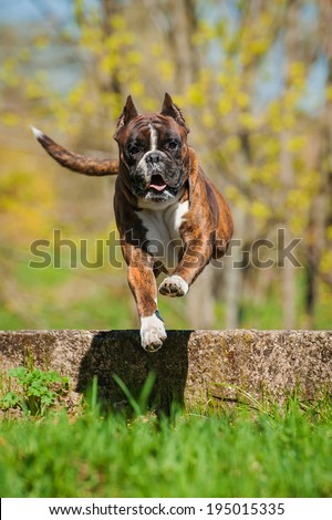 Boxer dog jumping over the hurdle