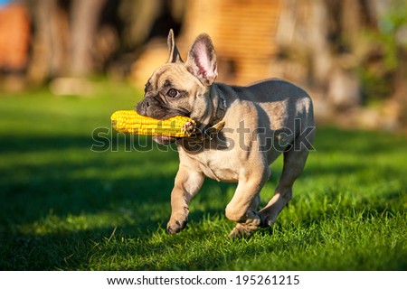 French bulldog puppy playing running with a corn in its mouth