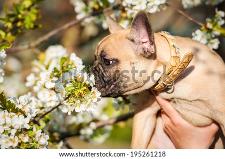 French bulldog puppy smelling a flower