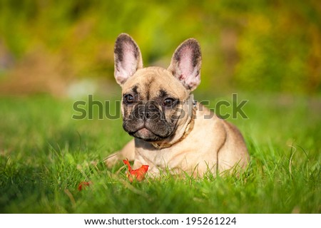 French bulldog puppy playing with a flower