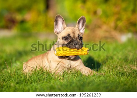 French bulldog puppy playing with a corn cob