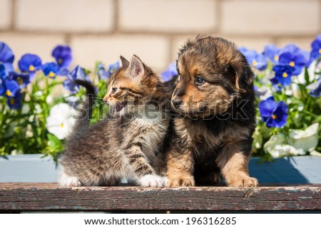 Little kitten with puppy outdoors