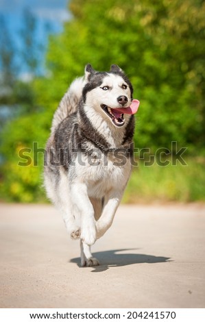 Siberian husky dog running in summer