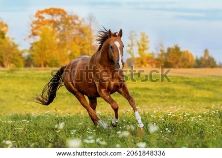 Image, Stock Photo Horses on the pasture in the high, dry grass