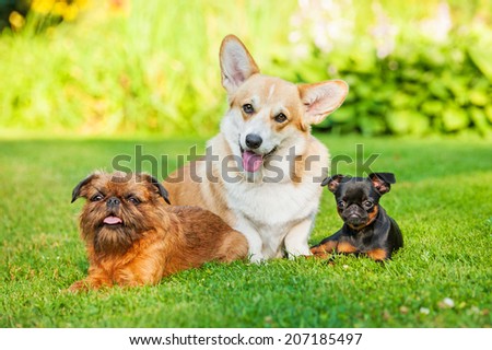 Three little dogs sitting outdoors. Pembroke welsh corgi ,petit brabancon puppy, brussels griffon dog.