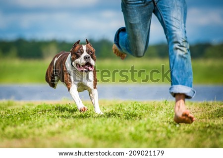 American staffordshire terrier running over a man
