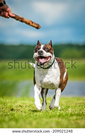 American staffordshire terrier playing with a stick