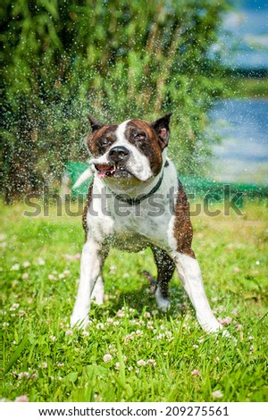 American staffordshire terrier shaking off water