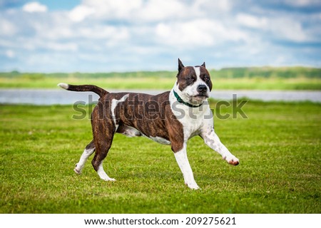 American staffordshire terrier running in summer