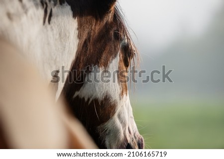 Similar – Foto Bild Wildpferde beobachten auf der Weide, wie sich ein Fotograf versucht anzuschleichen.