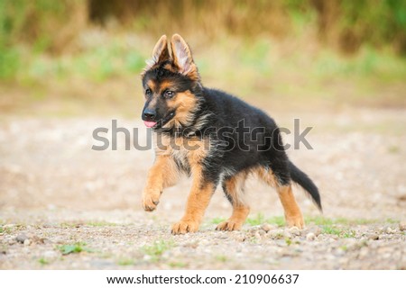 German shepherd puppy running on the beach