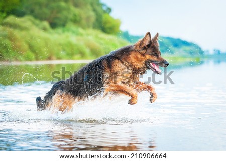 German shepherd dog jumping in water