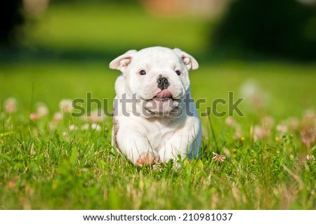 Funny english bulldog puppy running