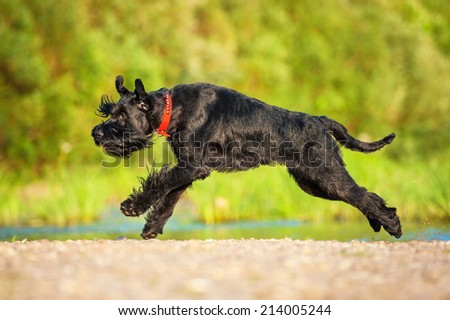 Giant schnauzer dog running on the beach