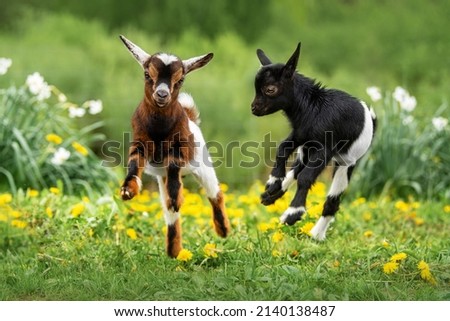 Similar – Image, Stock Photo Two flowers in a row