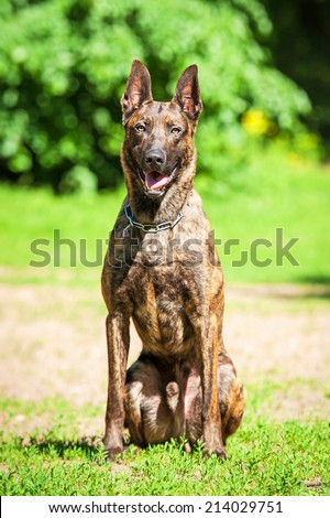 Shorthair dutch shepherd dog