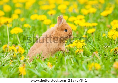 Little rabbit running outdoors