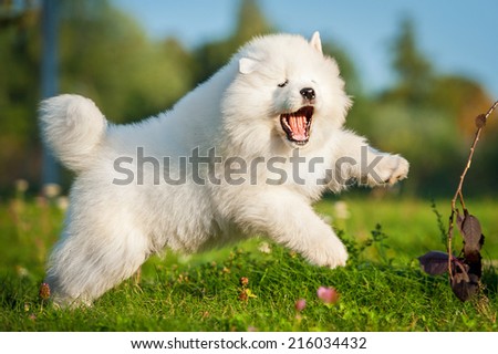 Adorable samoyed puppy jumping