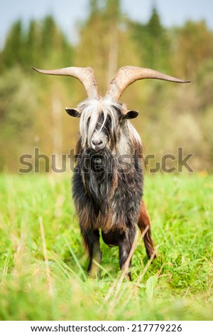 Goat with long beautiful horns