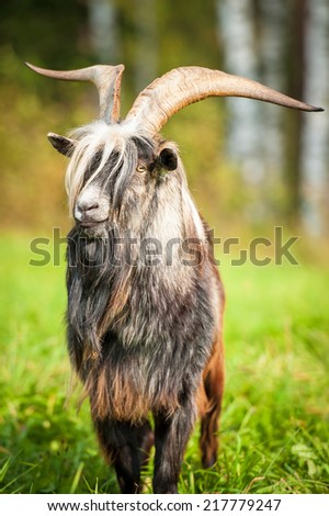 Portrait of a goat with long beautiful horns