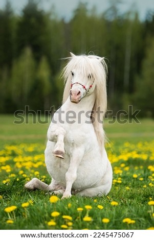 Similar – Funny horses on meadow