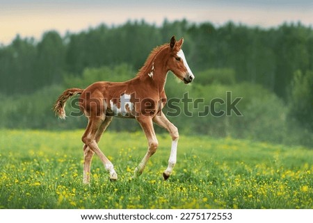 Similar – Image, Stock Photo Horse with little foal