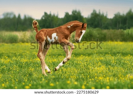 Similar – Funny horses on meadow