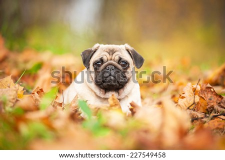 Beige pug dog lying on the leaves in autumn