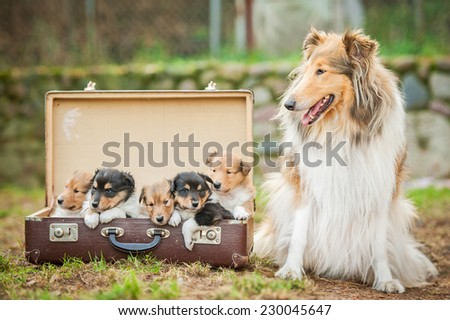 Rough collie dog with little puppies sitting in the suitcase
