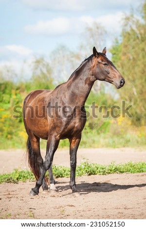 Beautiful bay horse on the pasture
