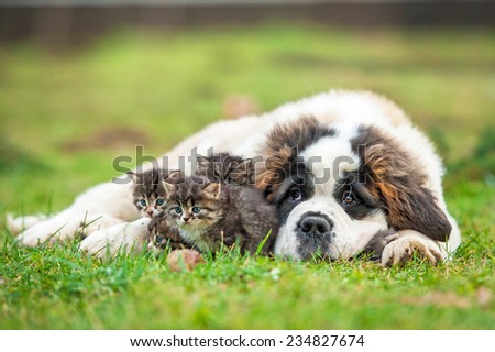 Saint Bernard