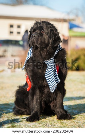 Newfoundland dog dressed as a sailor