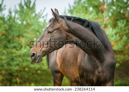 Portrait of bay horse with long beautiful neck