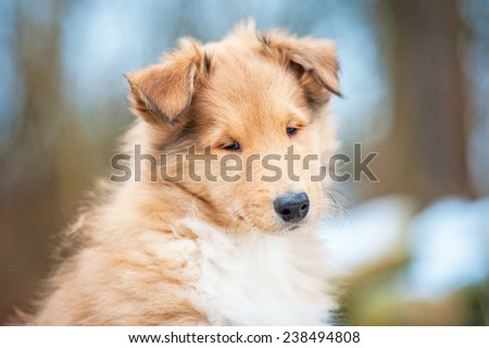 Portrait of rough collie puppy