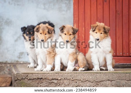 Litter of rough collie puppies sitting on the stairs