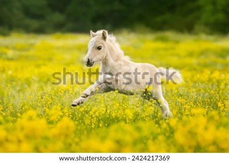 Similar – Funny horses on meadow