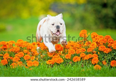 English bulldog puppy jumping over the flowerbed