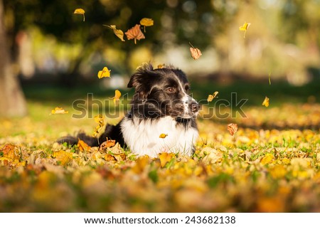 Border collie and leaf fall in the park in autumn