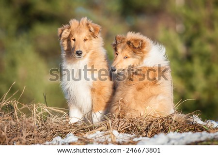Two rough collie puppies sitting on the hill in winter