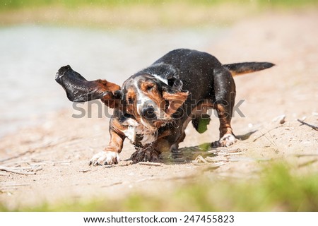 Funny basset hound dog shaking off the water